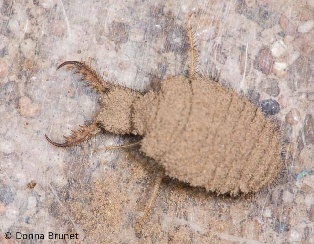 몸집은 작지만, 사냥꾼의 카리스마가 뿜어나는 개미귀신.  /Donna Burnet. 미주리주 자연보호국 홈페이지