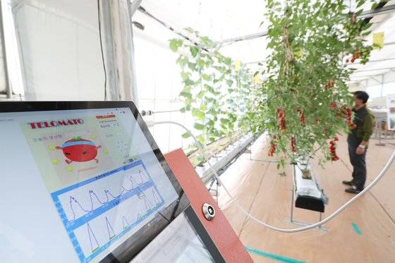모니터를 통해 방울토마토의 생체정보를 한눈에 볼 수 있다. 우상조 기자