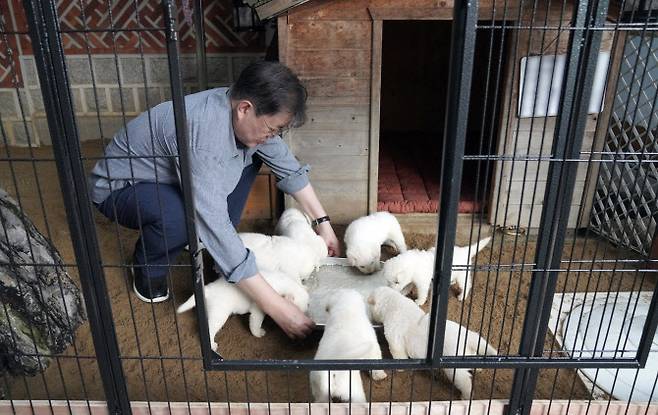 7월 3일 문재인 대통령이 북한에서 보낸 풍산개 ‘곰이’와 원래 데리고 있던 풍산개 ‘마루’ 사이에서 새끼 7마리를 낳았다며 SNS에 사진을 공개했다.(사진=연합뉴스)