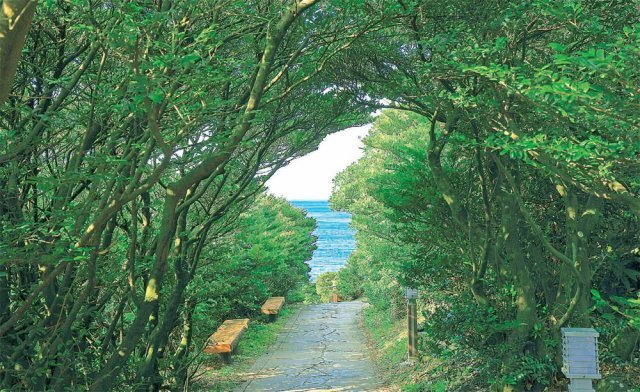 제주 서귀포시 남원읍 큰엉해안경승지의 산책로. 길 끝 나뭇잎들의 윤곽선이 한반도 지도를 연상시킨다. 저자는 한반도에서 기후변화가 오랜 시간 사람들의 삶에 절대적인 영향을 끼쳤다고 말한다. 게티이미지코리아