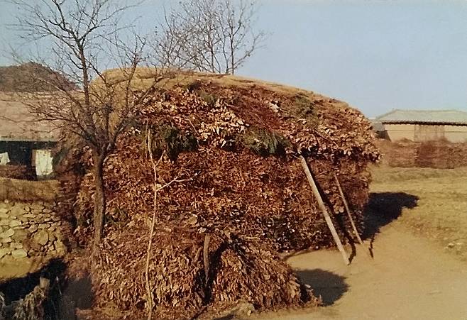 땔감으로 쓸 나뭇가지를 마당에 쌓아두었다. 이 시기 대부분의 산은 민둥산이었다. 1975년 [국가기록원 제공]