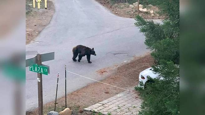 타호 비스타의 CCTV에 포착된 흑곰의 모습.(사진=현지 경찰 제공)
