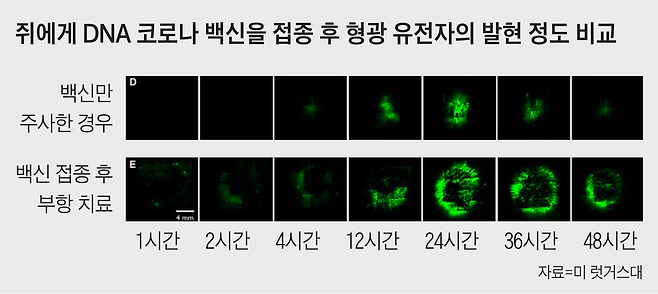 쥐에게 DNA 코로나 백신을 접종한 후 1~48시간 동안 같이 전달한 형광 유전자의 발현 정도를 비교한 모습. 형광이 진할수록 DNA 백신도 더 많이 전달됐다는 의미이다. 백신 접종 후 부항 치료를 하면(아래) 백신만 주사한 경우(위)보다 인체에 백신이 더 많이 전달됐다.