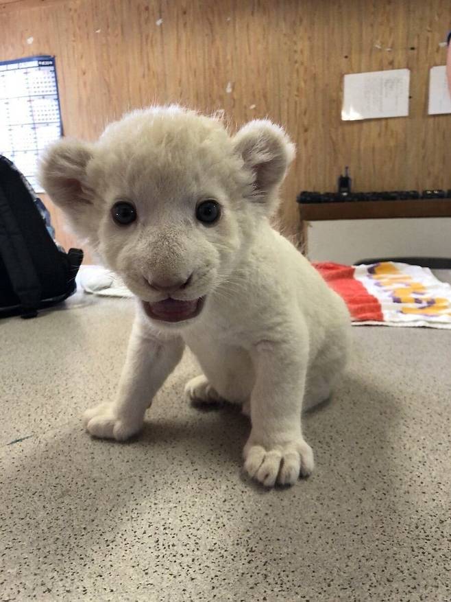 조금 큰 고양이.jpg 아기 사자 발바닥