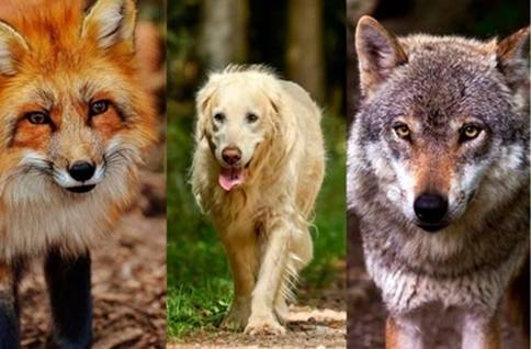 9일(이하 한국시각) 페루 매체 데포르 멕시코판 데포르 멕시코는 '간단 성격유형검사'를 소개했다. 사진은 왼쪽부터 여우·개·늑대. /사진=페루 매체 데포르 멕시코판 데포르 멕시코 홈페이지 캡처