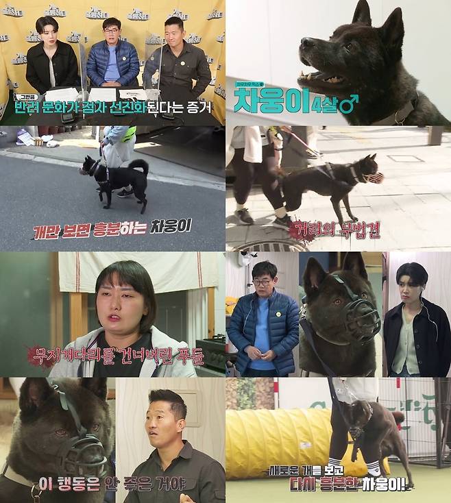 ▲ 15일 방송되는 '개는 훌륭하다'. 제공|KBS