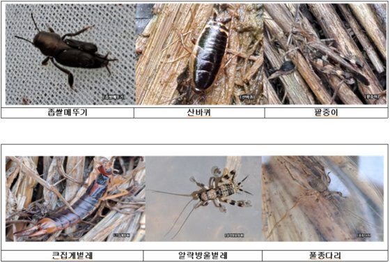 전북 완주군 토종 생강 시범 조성지에서 발견된 곤충들. 사진 완주군