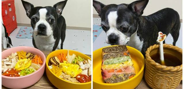 강아지 먹방 콘텐츠를 운영하고 있는 유재이(30)씨의 인스타그램에 올라온 사진들이다. /@3._.24pm 인스타그램 캡처