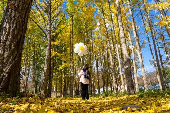 서면 도리마을 은행나무숲. 소셜미디어를 통해 근래 뜬 가을 명소다.
