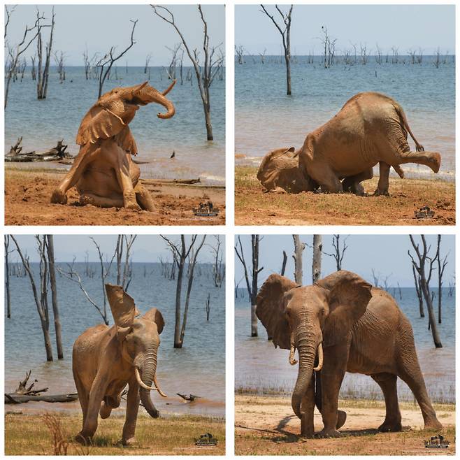 미국 사진작가 비키 조론이 아프리카 짐바브웨의 마투사도나 국립공원에서 새끼 코끼리를 촬영한 ‘진흙 목욕의 즐거움’(The Joy of a Mud Bath)이라는 제목의 포트폴리오 사진은 포트폴리오 부문에서 우승을 차지했다.