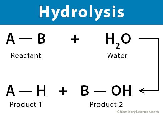 가수분해 예시. 출처=:&nbsp;chemistrylearner.com)