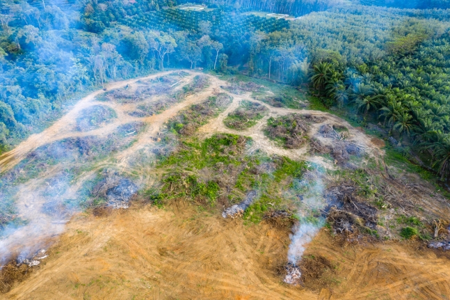 아마존 열대우림, 올해만 서울 16배 면적 사라져…역대 최대 규모(사진=123rf)