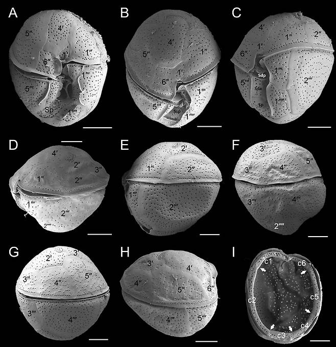 후쿠요아 코리안시스의 전체적인 형태는 구형이며, 매끄러운 표면에 작은 구멍이 분포해 있고, 크기는 43 – 51㎛(마이크로미터)이다. [KIOST 제공]
