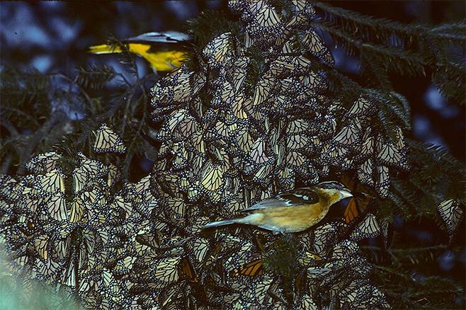 월동 중인 제왕나비를 잡아먹는 검은머리밀화부리(앞쪽). 독성이 강한 날개는 떼고 몸통만 먹는다. 뒤쪽의 새는 멕시코 고유종인 검은등찌르레기사촌인데 역시 제왕나비를 먹는다. 아직 유전체 분석은 이뤄지지 않았다. 린다 핑크 제공.
