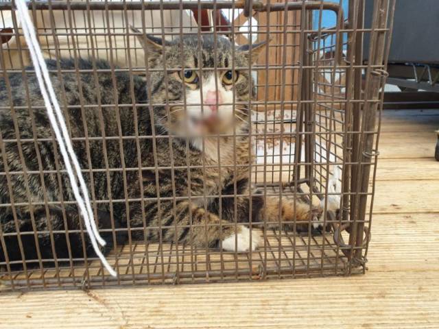 ▲ 턱 부분이 괴사된 채로 구조된 고양이(공고번호: 군산-2021-120)는 26일 동안 군산보호소의 보호 아래 있다가 올해 2월 방사됐다. 군산보호소는 방사 장소를 공개하지 않았다. ⓒ동물보호관리시스템