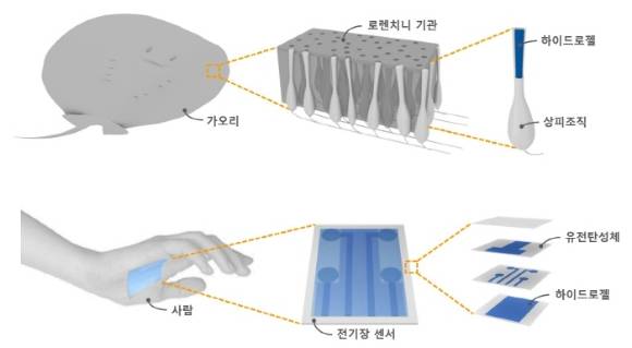 가오리의 전기장 감지 능력을 본떠 주변 물체의 위치와 움직임을 원격으로 감지할 수 있는 전기장 센서를 개발했다. [사진=서울대]