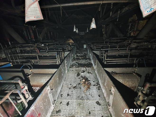 천안시 동남구 목천읍 한 돈사에서 불이 나 돼지 약 600마리가 폐사했다.(천안동남소방서 제공)© 뉴스1