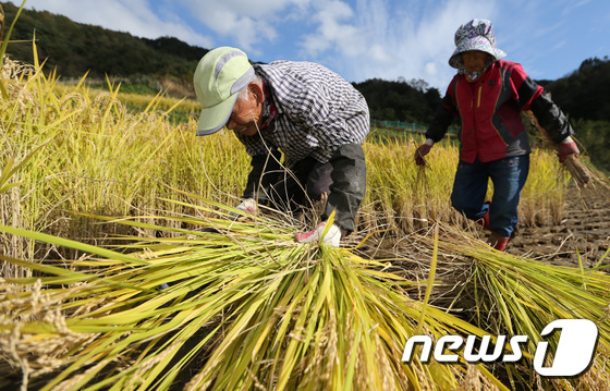 전북 부안군은 이달부터 지역 농가들에게 기본형 공익직불금을 지급한다(뉴스1/DB) © News1