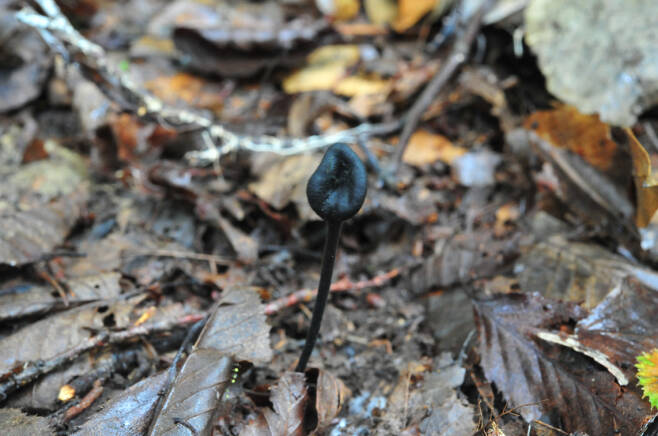 '제주마귀숟갈버섯(Trichoglossum jejuense)'으로 잠정 명명된 검은 숟가락과 같은 독특한 생김새를 가진 새로 보고된 버섯&nbsp; ⓒ제주테크노파크생물종다양성연구소