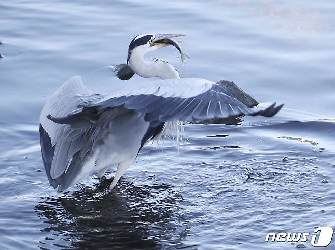 26일 오전 울산 태화강에서 왜가리 한 마리가 물고기 사냥에 성공하고 있다. 2021.11.26/뉴스1 © News1 윤일지 기자