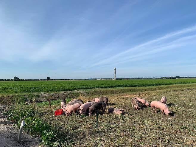 네덜란드 암스테르담 스히폴 공항 활주로 인근 사탕무 밭에서 남은 작물을 처리 중인 돼지들. 공항은 지난 9월 돼지 20마리를 고용해 6주간 시범 사업을 벌였다. /암스테르담 스히폴 공항 제공