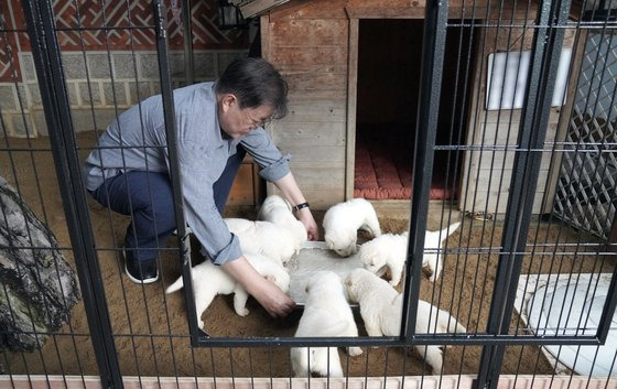 문재인 대통령이 7월 3일 사회관계망서비스(SNS)를 통해 북한에서 온 풍산개 ‘곰이’와 원래 데리고 있던 풍산개 ‘마루’ 사이에 낳은 새끼들을 공개했다. 뉴스1