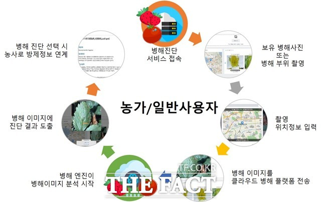 농촌진흥청이 시설 온실 내 재배작물의 선제적 병해 진단을 위해 ‘정보통신 기술(ICT) 활용 인공지능 기반 딸기 병해 진단 시스템’을 개발했다고 29일 밝혔다. /농진청 제공