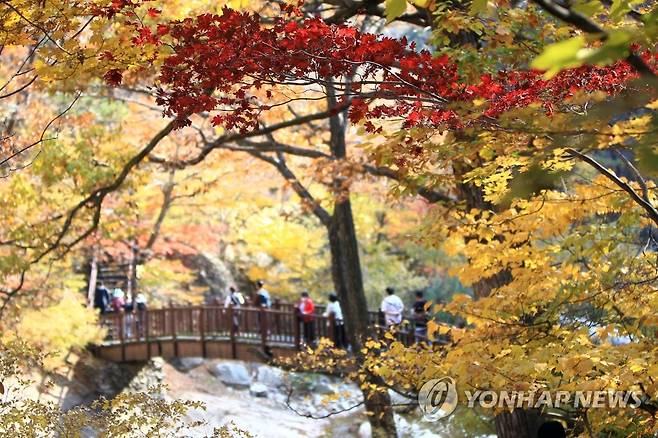 설악산 단풍 [연합뉴스 자료사진]