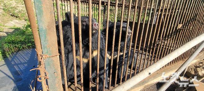 경기도 용인 처인구에 위치한 곰 사육농장에 갇혀 있는 반달가슴곰들. 박창주 기자