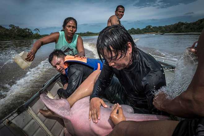 사람들에게 구조되고 있는 아마존 강 돌고래의 모습.(사진=제이미 로조)