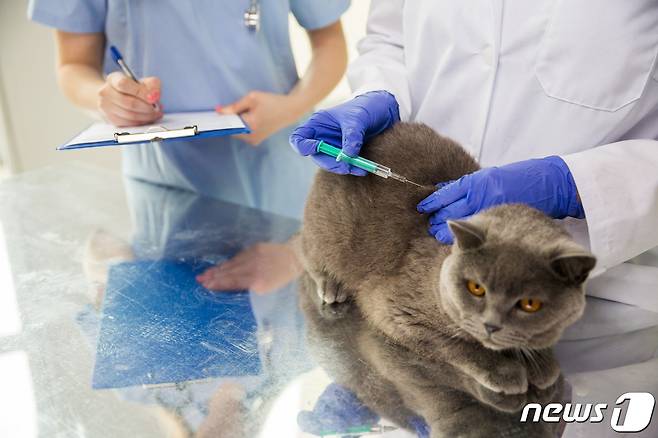 동물병원에서 진료받는 고양이. 사진 이미지투데이 © 뉴스1