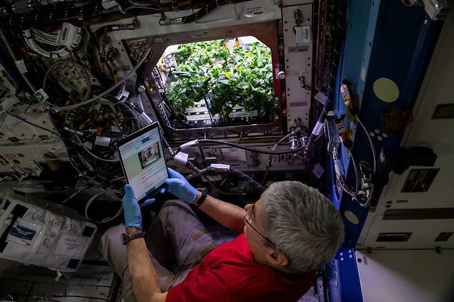 마크 벤드 헤이 나사 우주비행사가 ‘PH-04’ 실험을 위해 필요없는 식물을 제거하고 있다. 사진=NASA