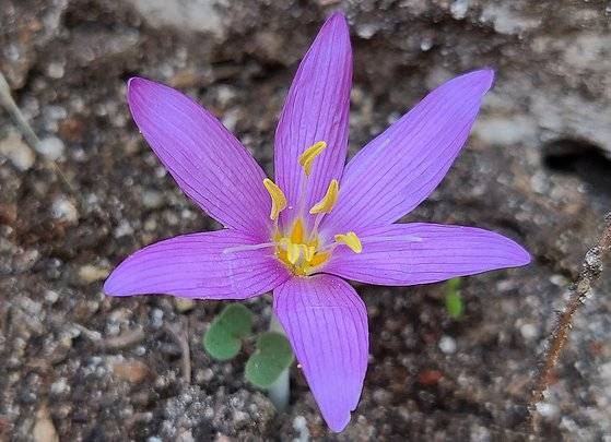 해발 1800m 산꼭대기에서 만난 붓꽃. 안탈리아 지방 고유종이라고 한다.