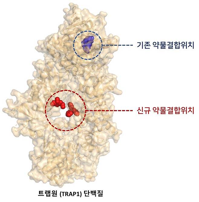 트랩원 단백질의 구조와 억제 약물의 결합 부위 [울산과학기술원 제공. 재판매 및 DB 금지]