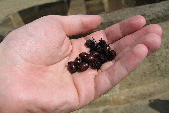 콜롬비아 정부는 홈페이지에서 자국 토속 음식으로 아타 라에비가타를 소개하고 있다.(자료: 콜롬비아 정부)