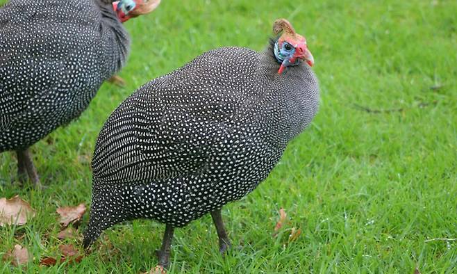 뿔닭(Guinea fowl)은 서아프리카로, 미 대륙이 원산지인 칠면조와 다른 새지만 비슷한 생김새 때문에 유럽인들이 혼동했다.