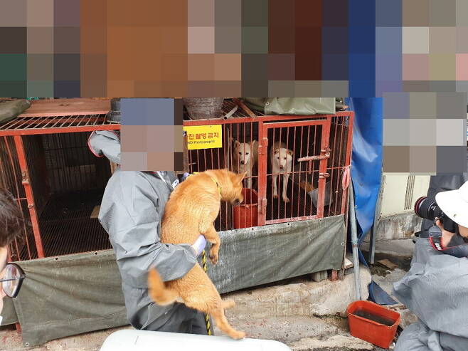 2019년 7월1일 부산 북구 구포개시장에서 동물보호단체 회원이 식용 개 판매업소 쇠 우리에 갇혀 있던 개를 구조하고 있다. 김영동 기자