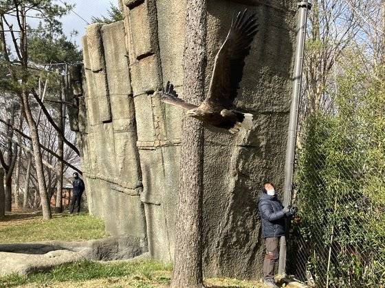 지난 여름 대전 오월드에서 서울대공원으로 옮겨온 흰꼬리수리 천둥이가 지난달 23일 건강이와의 첫 합사에서 비행하는 모습. [허정원 기자]