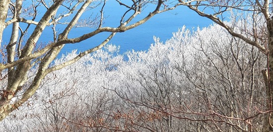 하얗게 핀 눈꽃이 파란 겨울바다와 어울려 볼거리를 제공하고 있다(독자 제공)