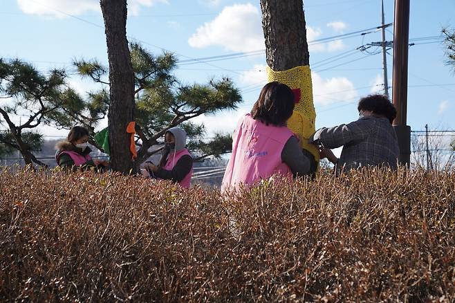 진천군 자원봉사센터 회원 등이 가로수에 목도리형 겨울옷을 두르고 있다. 진천군 제공