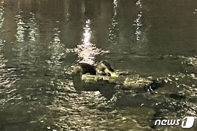 천안천에서 물고기를 잡아먹는 수달이 발견됐다.(시민 이득환씨 제공)© 뉴스1