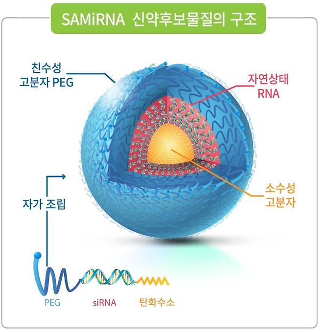 SAMiRNA 신약후보물질의 구조(바이오니아 제공)© 뉴스1