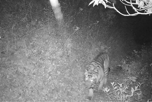 히말라야 해발 3165m 지점에서 카메라에 포착된 호랑이. 레드 판다 네트워크 제공=연합뉴스