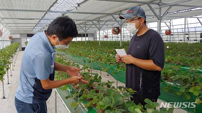 수원시농업기술센터의 맞춤형 ‘딸기 재배 기술 현장 컨설팅’ 모습.