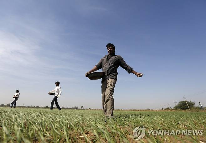밀밭에서 비료 뿌리는 인도 농민 [로이터=연합뉴스 자료사진]