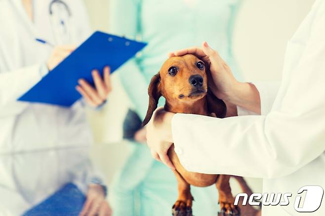 동물병원에서 진료 받는 강아지. 사진 이미지투데이 © 뉴스1