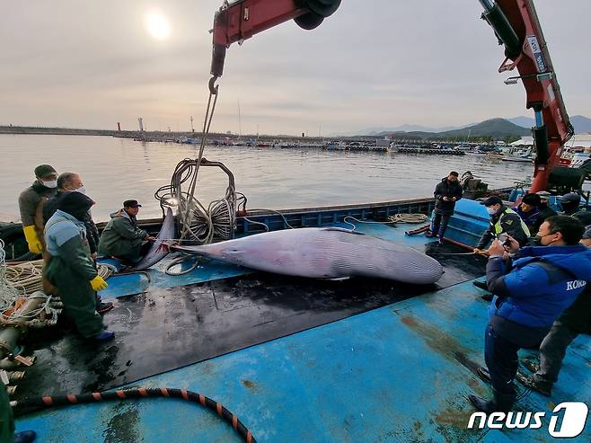 11일 오전 고성 공현진 앞바다서 혼획된 2톤 규모 밍크고래.(속초해경 제공) 2021.12.11/뉴스1