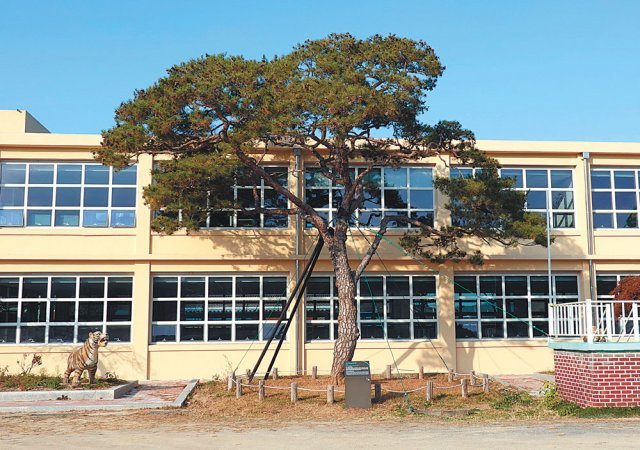 이병철, 구인회, 조홍제 씨가 심었다고 전해지는 옛 지수초등학교 교정의 부자 소나무