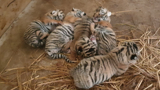 New-born Korean tigers at Everland [EVERLAND]