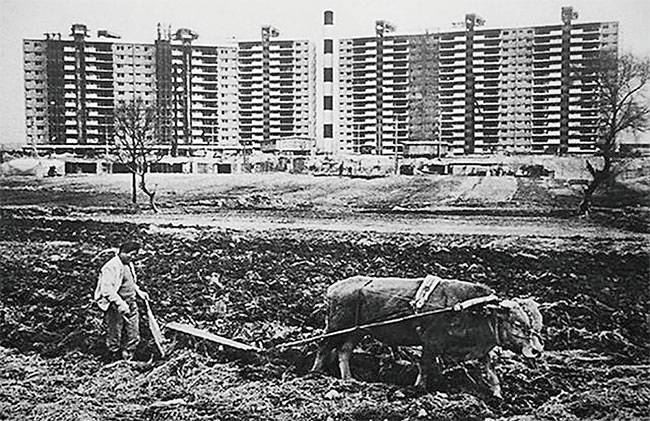 1978년 압구정현대아파트 앞에서 농부가 소로 밭갈이를 하고 있다. 농부가 밭을 갈던 곳은 현재 압구정초등학교가 자리하고 있다. 사진 강남구청 아카이브강남